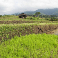 Photo de Bali - Jatiluwih